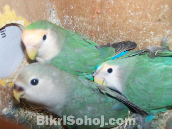 Rosy Faced Lovebird